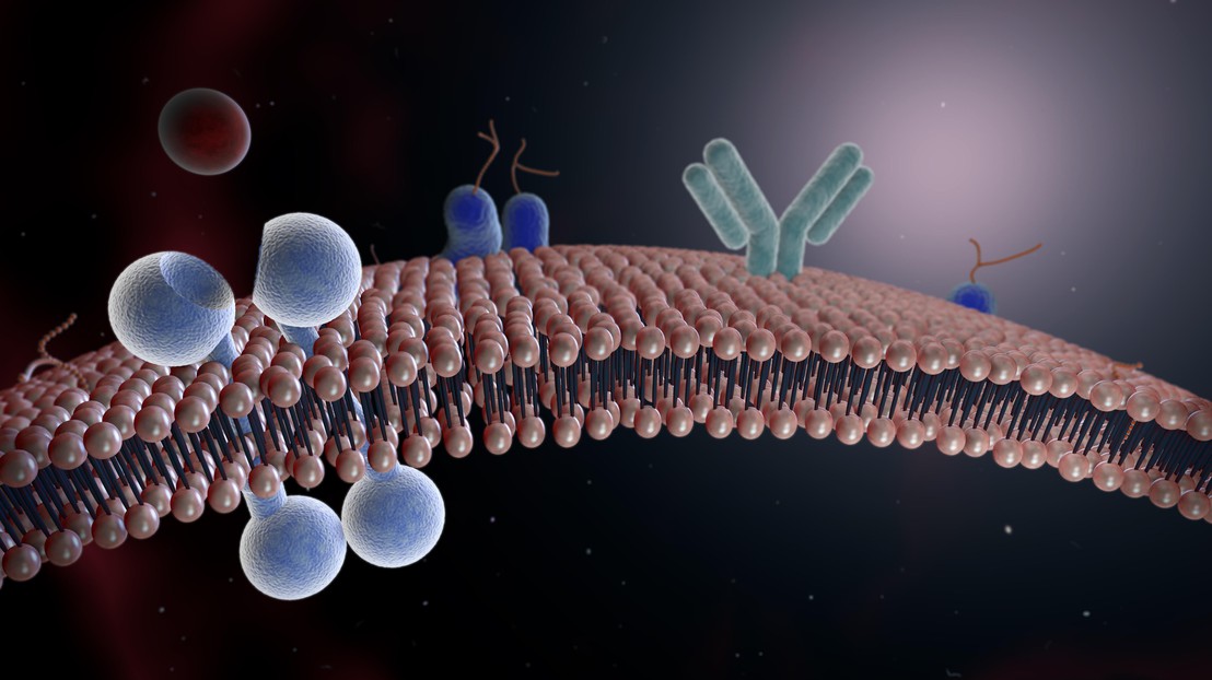 Cell membrane with receptors. EPFL / iStock