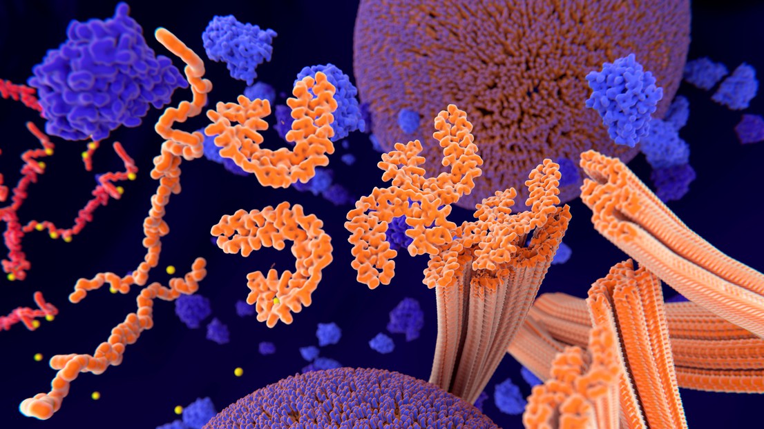 Pathological phosphorylation (yellow) of Tau proteins (red-orange) leads to disintegration of microtubules in the neuron axon. (iStock photos)