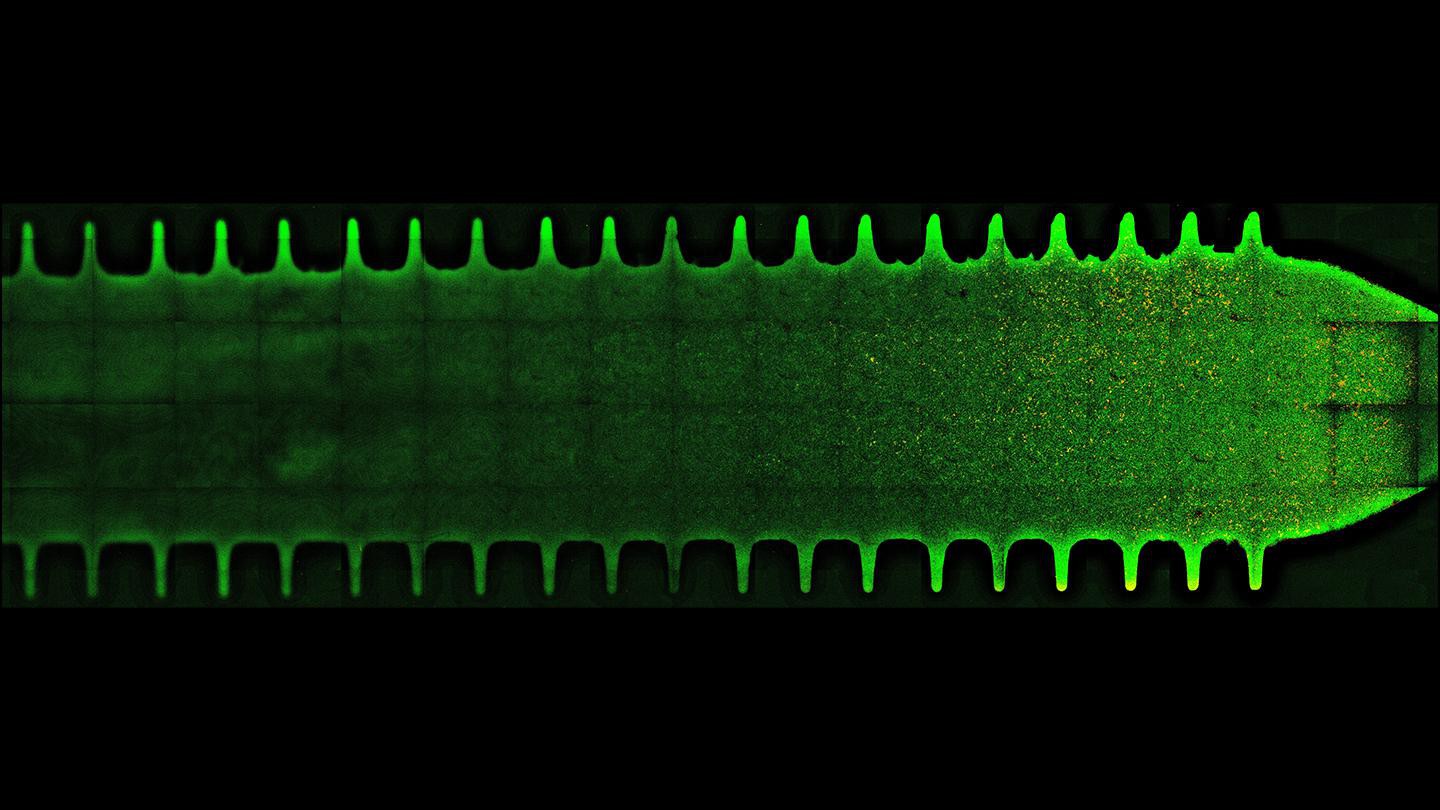 Les commensaux de l'intestin Bacteroides thetaiotaomicron et B. fragilis forment des biofilms en forme de crypte. Crédit: Jeremy Wong (EPFL).