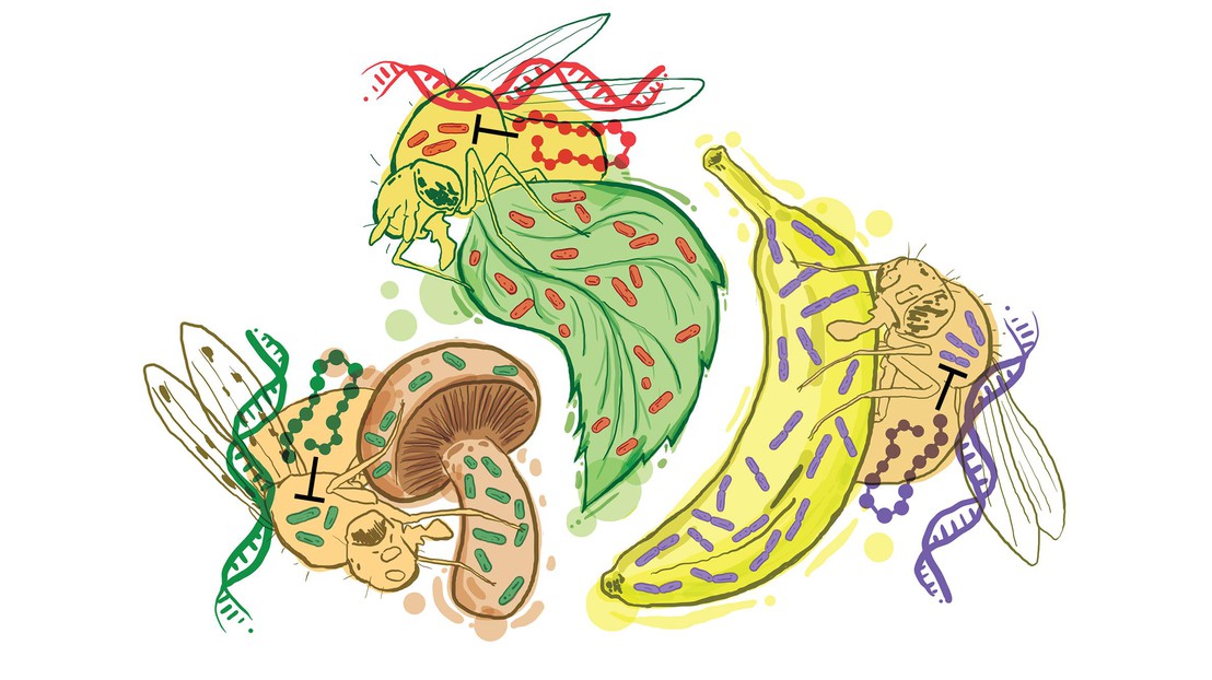 Dessin représentant des drosophiles.  2023 EPFL/ Hanson et al. DOI: 10.1126/(science.adg5725)- CC-BY-SA 4.0