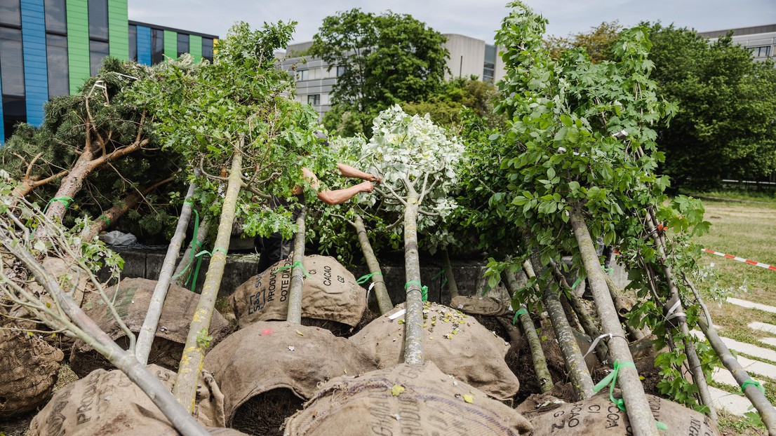 Plantation d'arbres sur le campus © Niels Ackermann 2022 EPFL