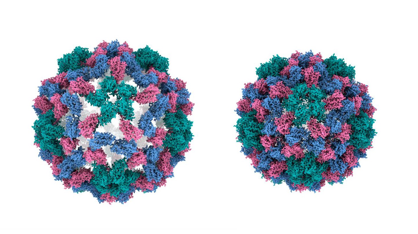 Molecular model of the CCMV virus capsid extending and contracting, as determined by the new imaging technique. Credit: Harder et al. 2023