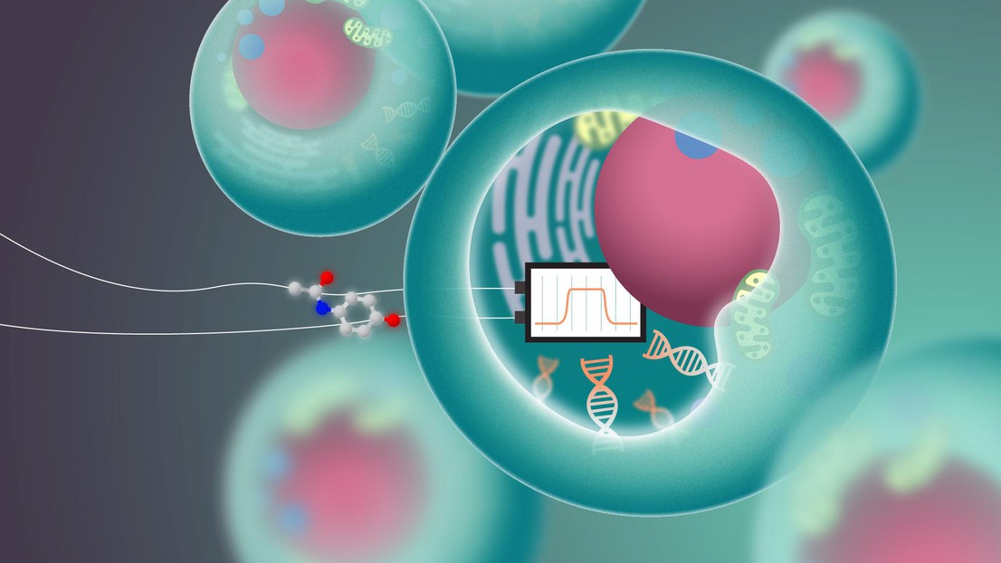 An illustration showing the concept of implementing a bandpass filter within a cellular environment. © 2023 EPFL/Titouan Veuillet  - CC-BY-SA 4.0