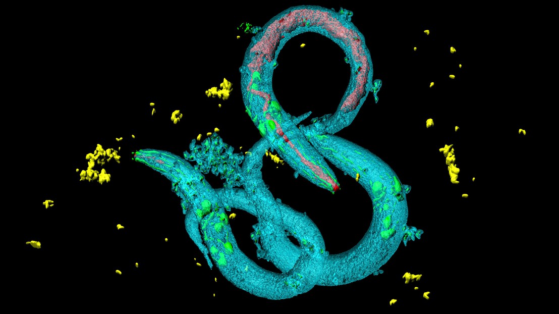 Caenorhabditis elegans © iStock (HeitiPaves)