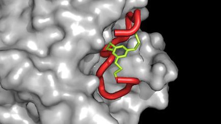 A bicyclic peptide (in green and red) bound to a protein © 2013 LPPT