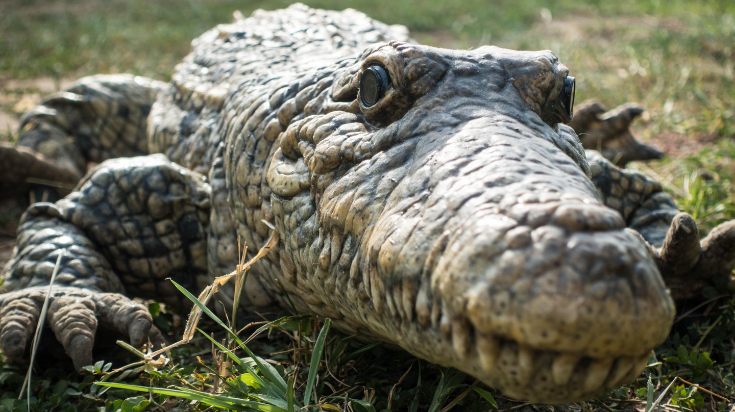 Krock robot resting on the grass © Tomislav Horvat and Kamilo Melo CC BY-SA