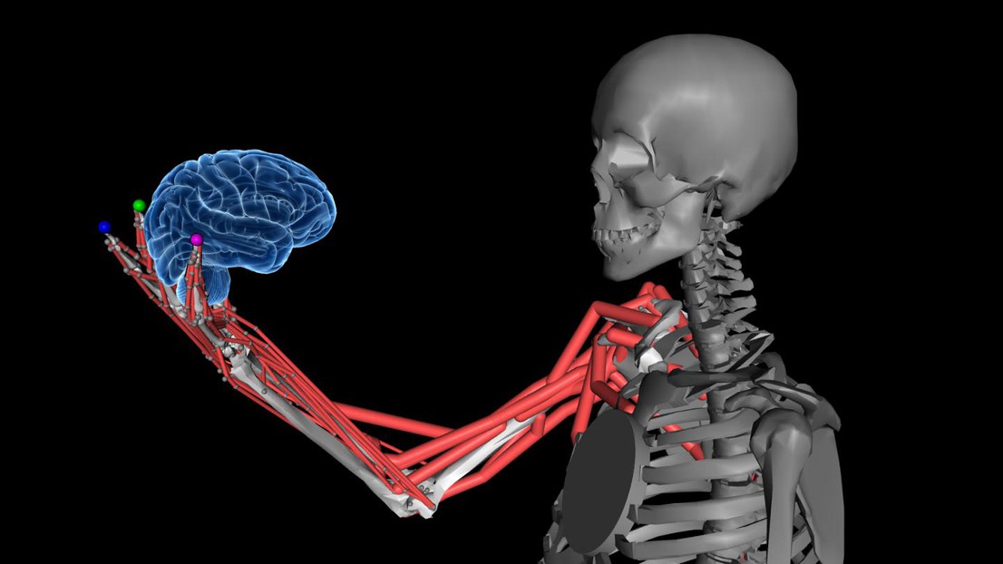 Bras humain avec muscles tenant un cerveau créé dans MyoSuite. Crédit : Alessandro Marin Vargas/EPFL