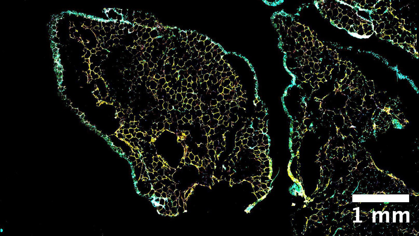 Credit: Dr. Radiana Ferrero and Julie Russeil (EPFL)