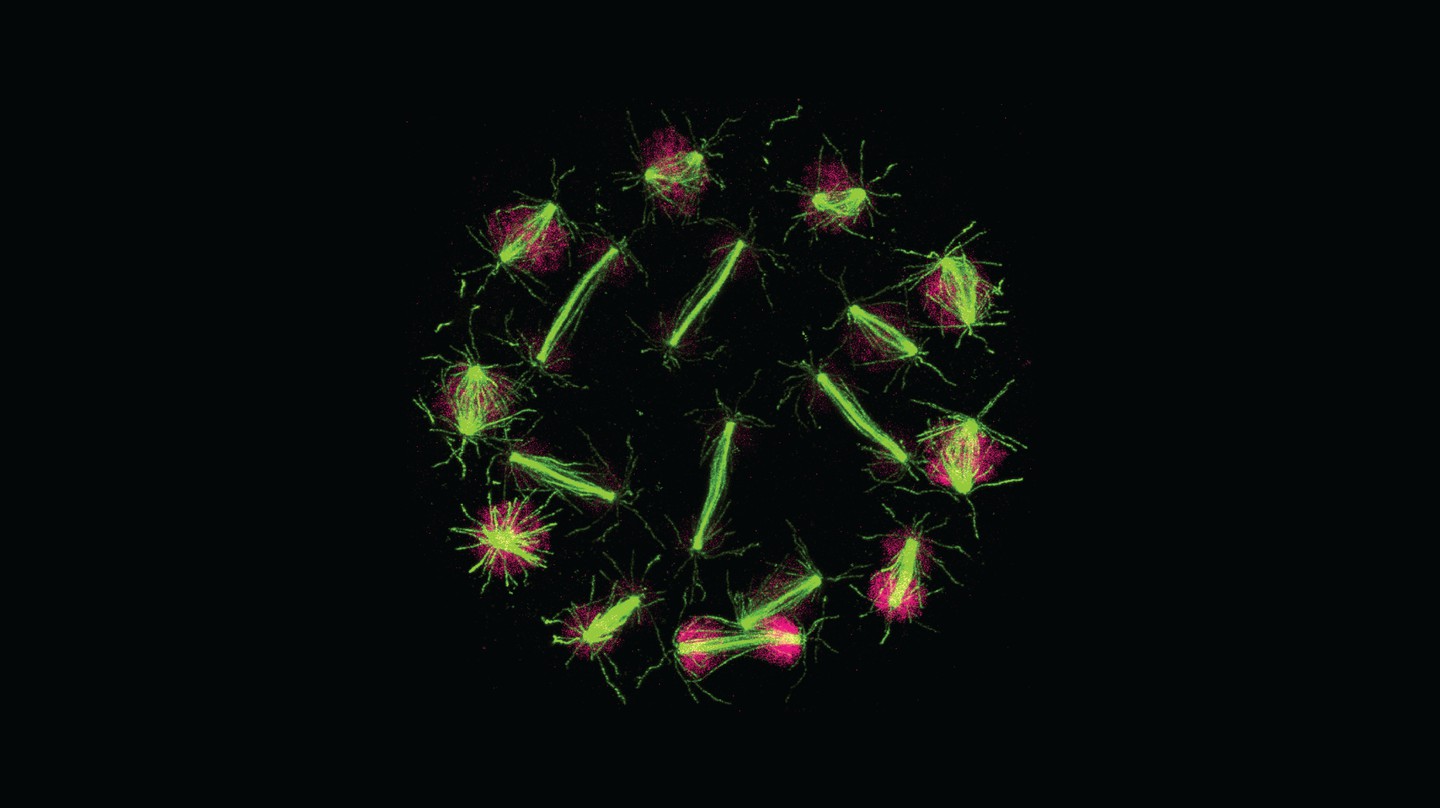 Sphaeroforma arctica undergoing closed mitosis. Sample stained and imaged using Expansion Microscopy (U-ExM) with nuclei in pink and Microtubules in green. Credit: Omaya Dudin (EPFL)