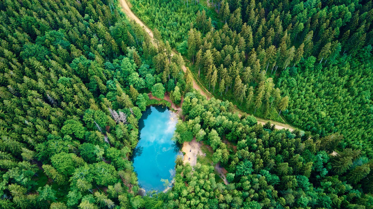 Des scientifiques de l’EPFL et de l’ETH Zurich cartographient la biodiversité forestière à l’échelle mondiale. © 2024 Istock