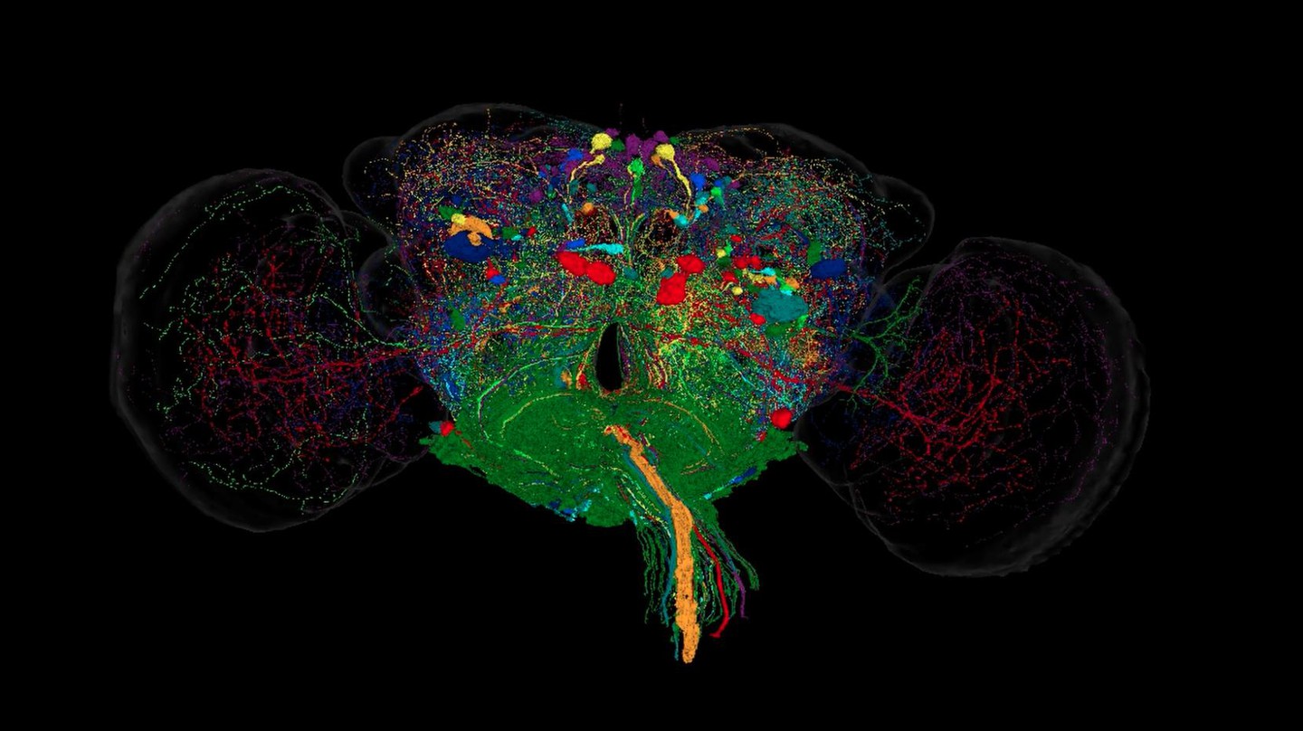 Reverse-engineering the fruit fly brain. Credit: EPFL Neuroengineering Laboratory and FlyWire