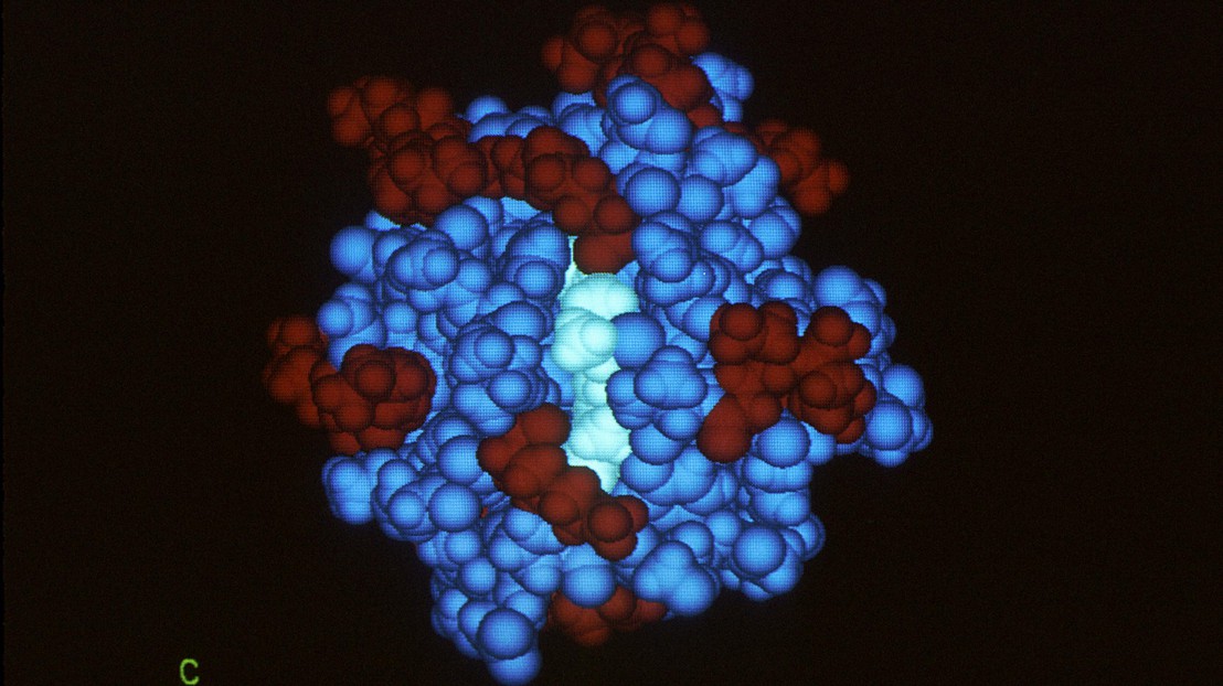 The 3D structure of cytochrome C (adapted from Wikimedia Commons)