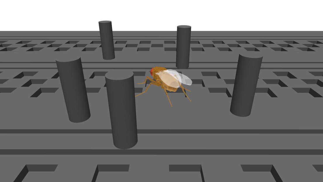 A simulated fruit fly navigates through a dynamic, obstacle-filled environment, showcasing NeuroMechFly v2’s enhanced sensory and motor integration in a virtual world. Credit: Ramdya laboratory, EPFL.