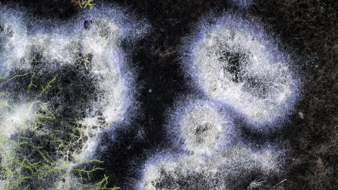 Réseau de filaments, mycélium © Mario Del Curto Réseau de filaments, mycélium © Mario Del Curto
