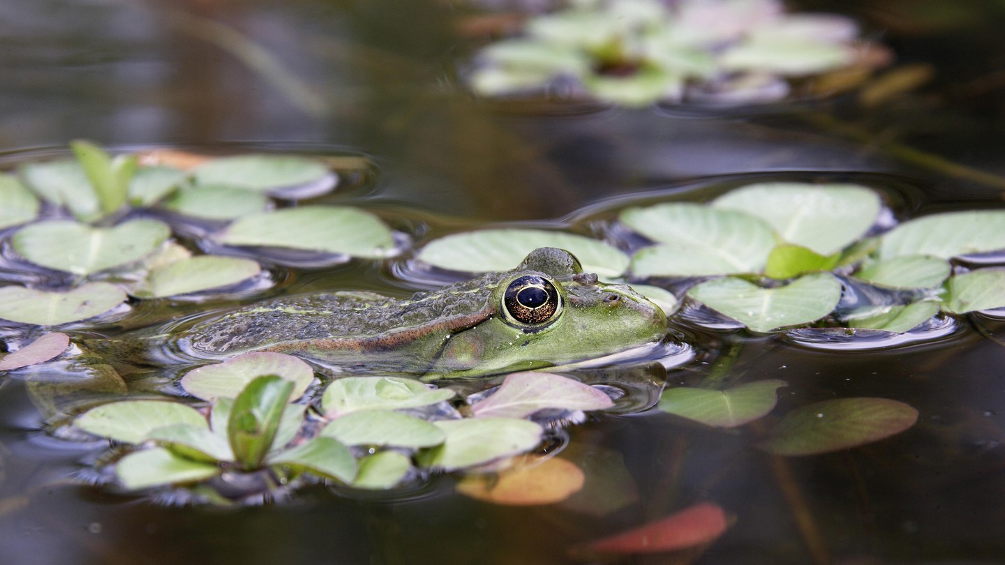 La start-up synature a étendu la surveillance des espèces par ses micros intelligents aux batraciens. © 2025 istock