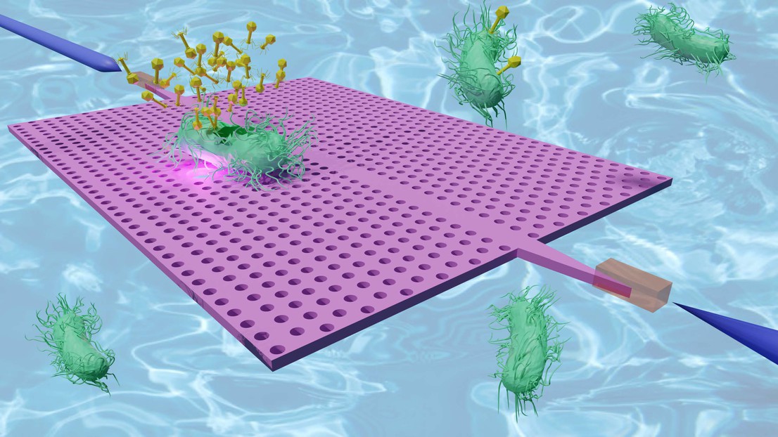 Une bactérie éclatée sur une cavité photonique H2 (point lumineux) libère des phages (jaune) en liquide. Crédit : Enrico Tartari (EPFL). Une bactérie éclatée sur une cavité photonique H2 (point lumineux) libère des phages (jaune) en liquide. Crédit : Enrico Tartari (EPFL).