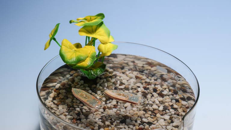 The edible robot is an alternative to electronic environmental monitoring devices © Alain Herzog