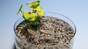 The edible robot is an alternative to electronic environmental monitoring devices © Alain Herzog