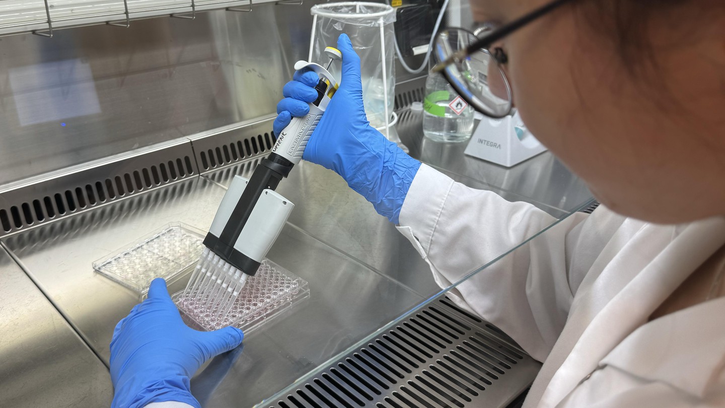 Pipetage d'organoïdes de cerveau au laboratoire de Fides Zenk - 2025 EPFL/Zenk Lab