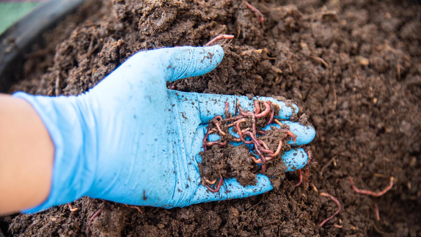 According to the study, earthworms avoid more contaminated soils. © iStock toeytoey2530