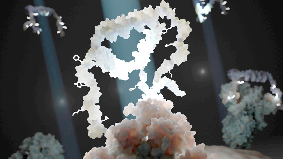 Illustration de MEDUSA (Multivalent Evolved DNA-based SUpramolecular Assemblies), en blanc, interagissant avec une protéine cible (rose). 2025 PBL EPFL CC BY SA 4.0 Illustration de MEDUSA (Multivalent Evolved DNA-based SUpramolecular Assemblies), en blanc, interagissant avec une protéine cible (rose). 2025 PBL EPFL CC BY SA 4.0