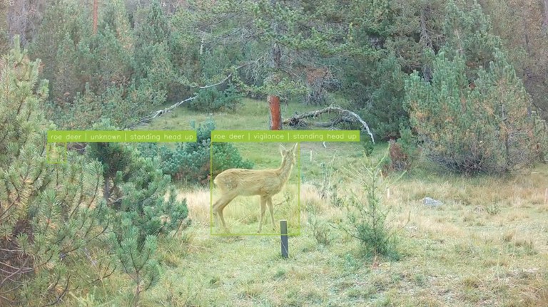 Deux chevreuils en quête de nourriture, avec annotations manuelles pour chaque animal. . Crédit: A. Mathis (EPFL)