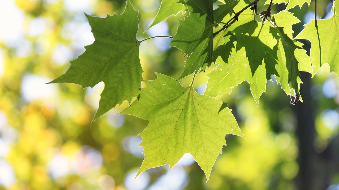 A test was carried out on eight plane trees. ©  srdjan111 /  iStock Photos