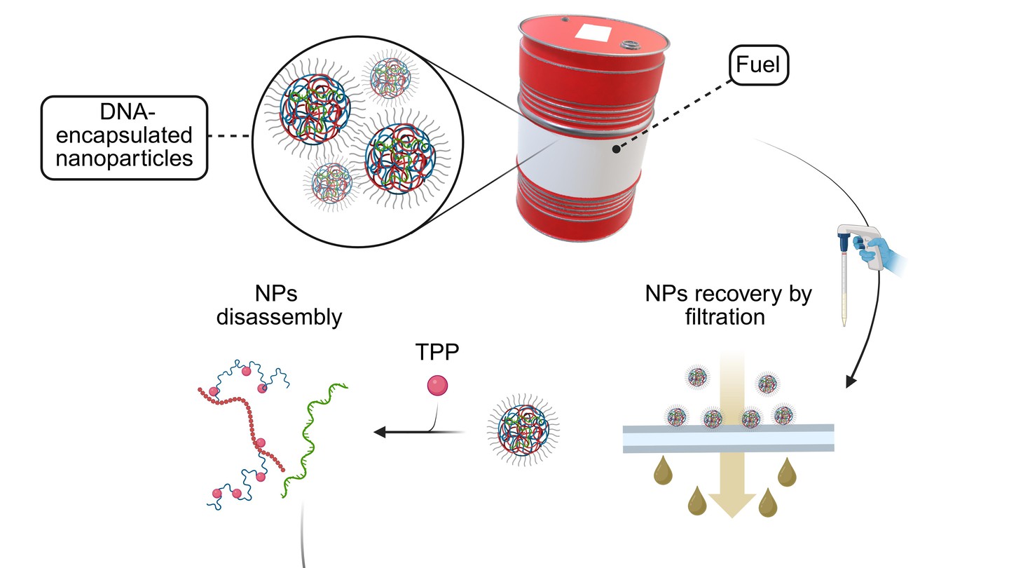 DNA polyplex NPs for fuel markinig applications © 2025 EPFL/François Noverraz - CC-BY