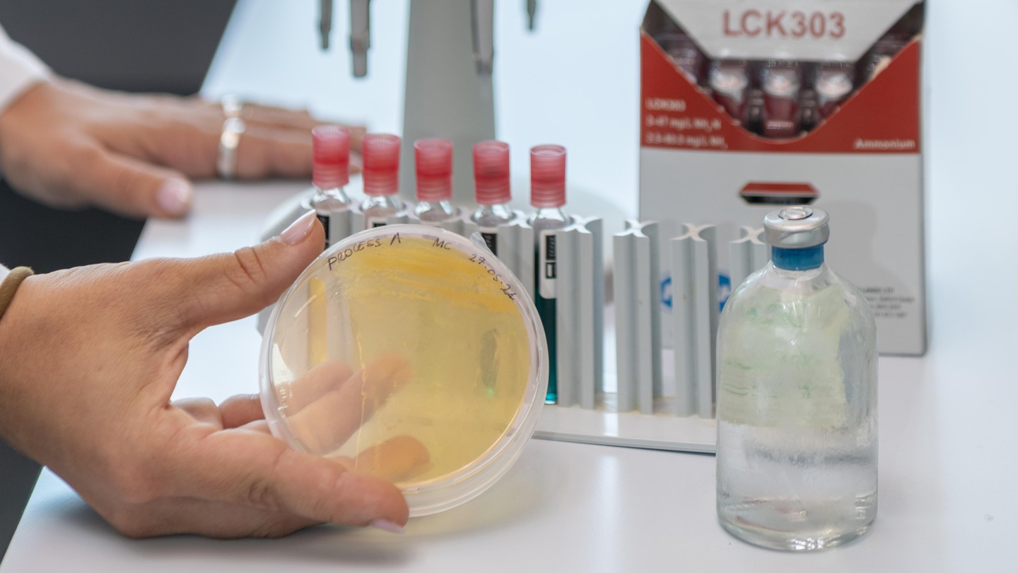 Bacillus megaterium can mineralize carbon dioxide (CO₂) into calcium carbonate (CaCO₃) © SUPSI 2025 - Claudia Cossu