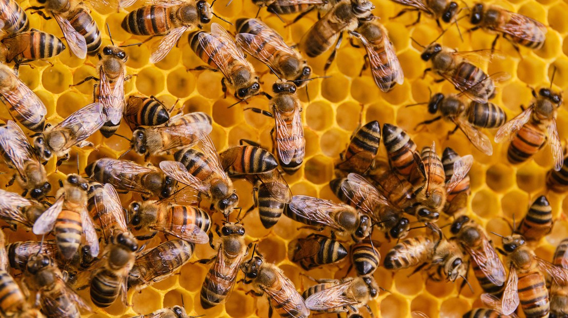ロボット技術によるミツバチの集団行動研究(Studying collective bee behavior thanks to robotics)