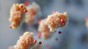 Small amino acids (red) ‘screen’ attraction of proteins to other molecules. 2025 SuNMIL CC BY SA