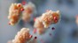 Small amino acids (red) ‘screen’ attraction of proteins to other molecules. 2025 SuNMIL CC BY SA