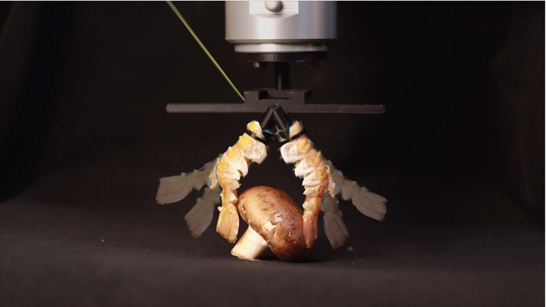 Demonstration of the robotic gripper made from langoustine tails. 2025 CREATE Lab EPFL CC BY SA