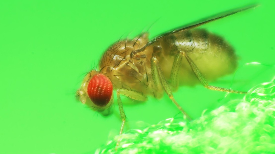 Five decades of research on fly immunity have been studied. ©iStock