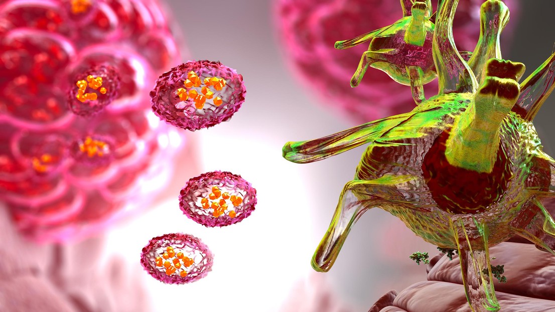 Engineered dendritic cells (right) acquire tumor-derived extracellular vesicles that contain cancer antigens (left), stimulating anti-tumor immunity. Credit: EPFL/Ella Maru Studio CC-BY-SA 4.0