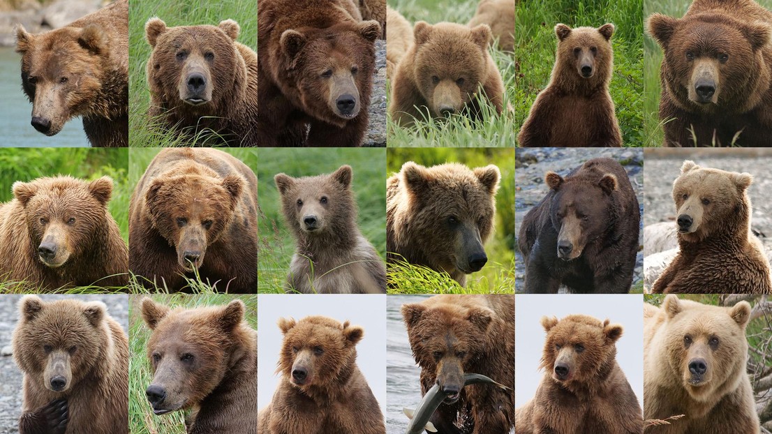 PoseSwin is an AI capable of identifying wild bears one by one despite significant physical transformation. © 2026 EPFL/B.Rosenberg CC-BY-SA 4.0 PoseSwin is an AI capable of identifying wild bears one by one despite significant physical transformation. © 2026 EPFL/B.Rosenberg CC-BY-SA 4.0