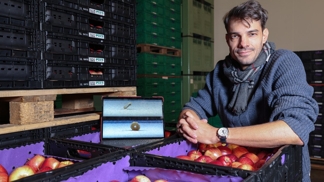 Bertil Trottet, an EPFL physicist who also runs a family tree farm in Féchy. 2026 EPFL / Alain Herzog - CC-BY-SA 4.0