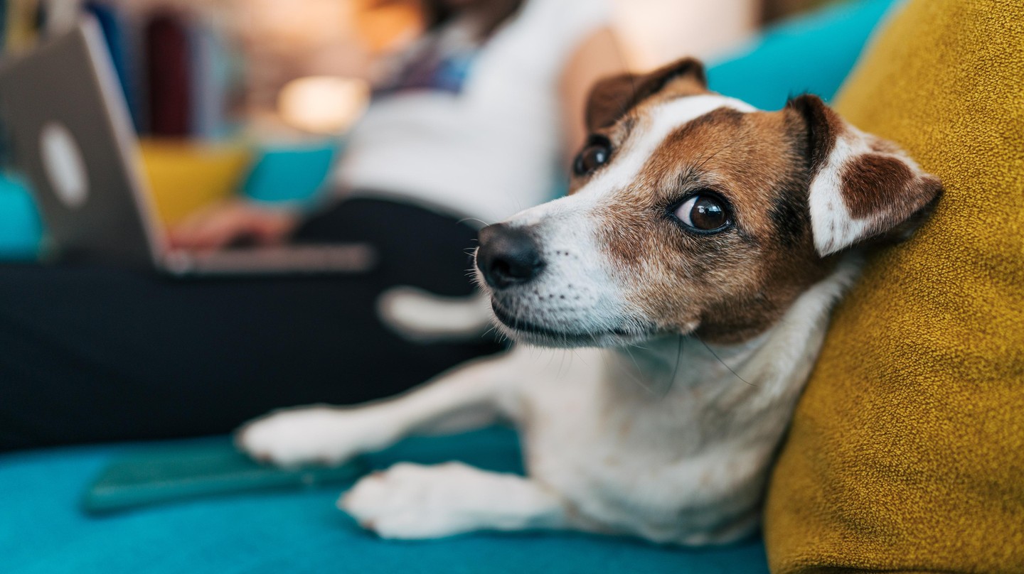 A study led by the HOBEL Laboratory quantified the impact of dogs on indoor air quality. © Istock/milorad kravic