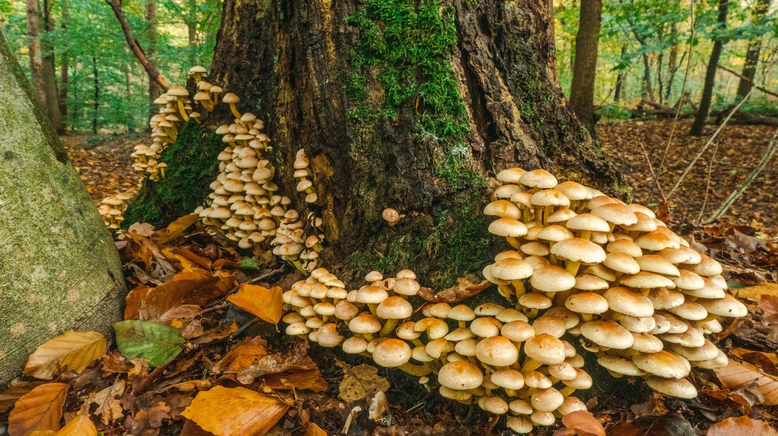 Scientists are looking at alternatives to plastic like cellulose, plant fibers or mycelium, which is the root-like material produced by fungi. ©iStock