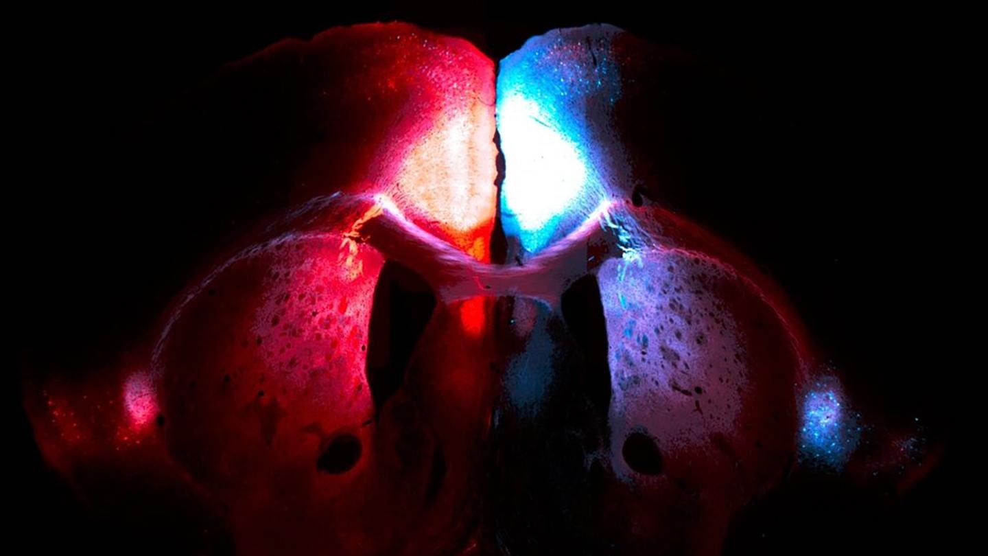 Cliché d’un cerveau de souris, que Lucie Dixsaut, doctorante au Laboratoire de neuroépigénétique, a épuré de certaines informations afin de rendre l’image plus artistique © Lucie Dixsaut / EPFL