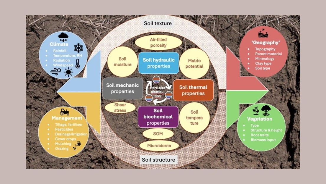 Interactive effects of soil texture, soil structure and external drivers on soil properties and state variables (light-yellow). From Verhoef et al. (2026). Interactive effects of soil texture, soil structure and external drivers on soil properties and state variables (light-yellow). From Verhoef et al. (2026).