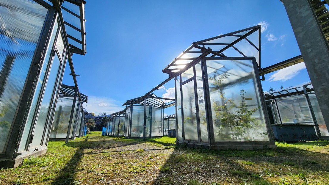 Greenhouses at WSL, at the Modoek facility © 2025 Alyssa Therese Kullberg / EPFL / WSL. Greenhouses at WSL, at the Modoek facility © 2025 Alyssa Therese Kullberg / EPFL / WSL.