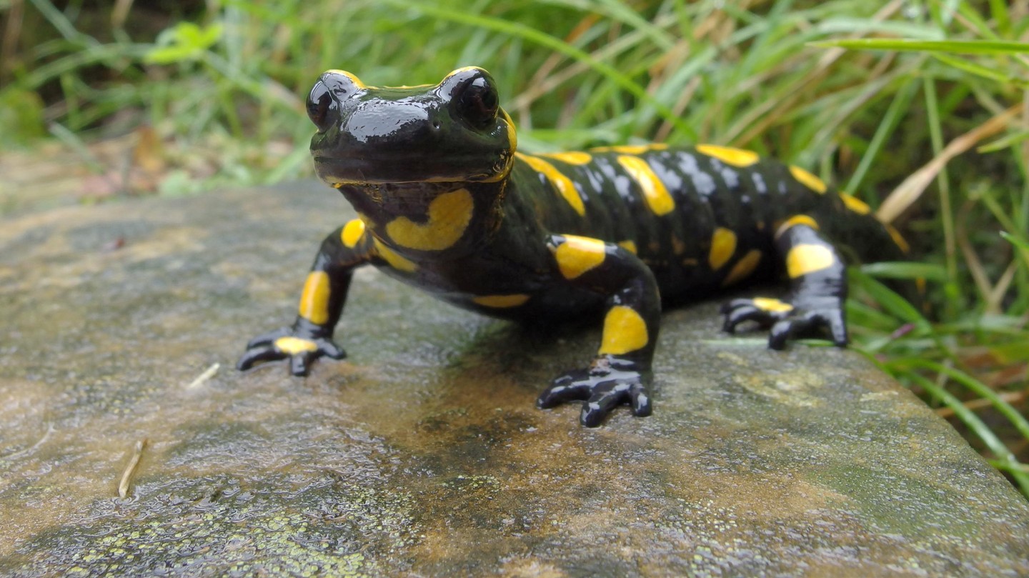 A Fire Salamander (Salamandra salamandra) ©iStock