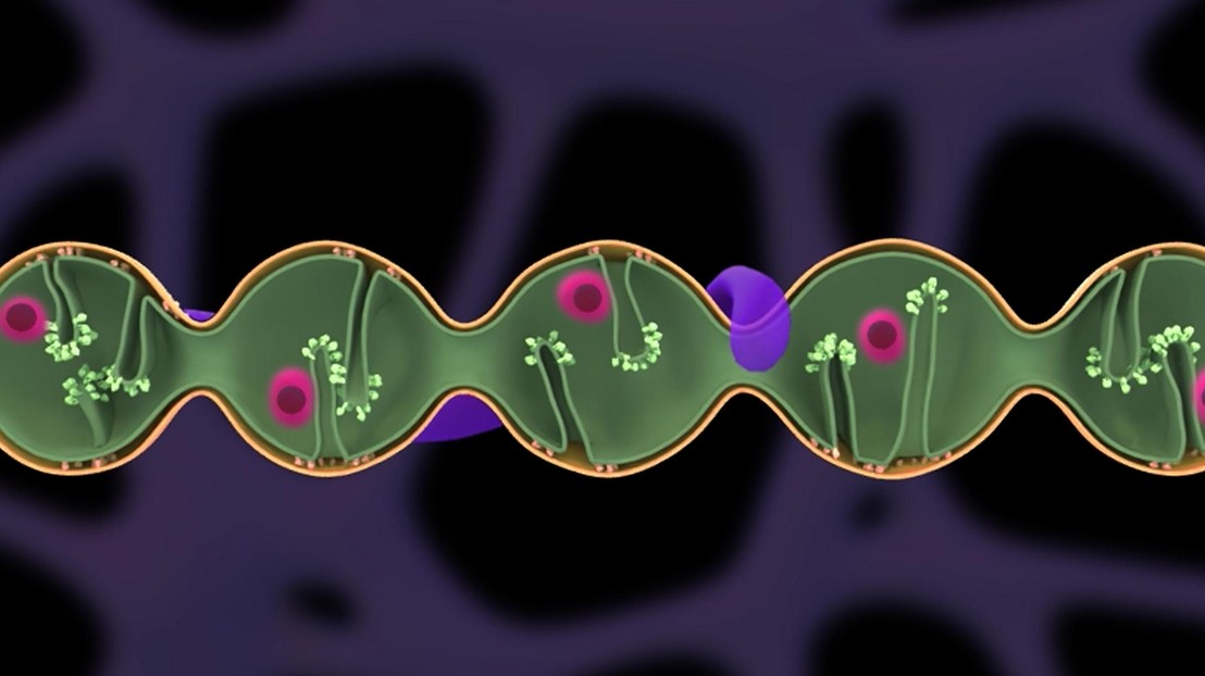 Pearling in a mitochondrion. Credit: Suliana Manley © 2026 EPFL