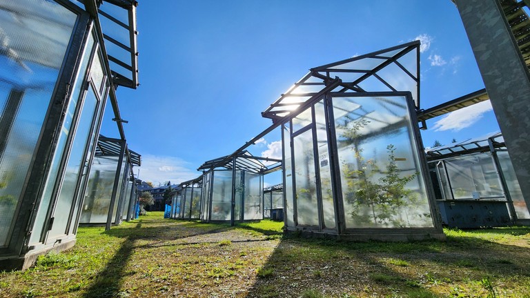 Greenhouses at WSL, at the Modoek facility © 2025 Alyssa Therese Kullberg / EPFL / WSL.