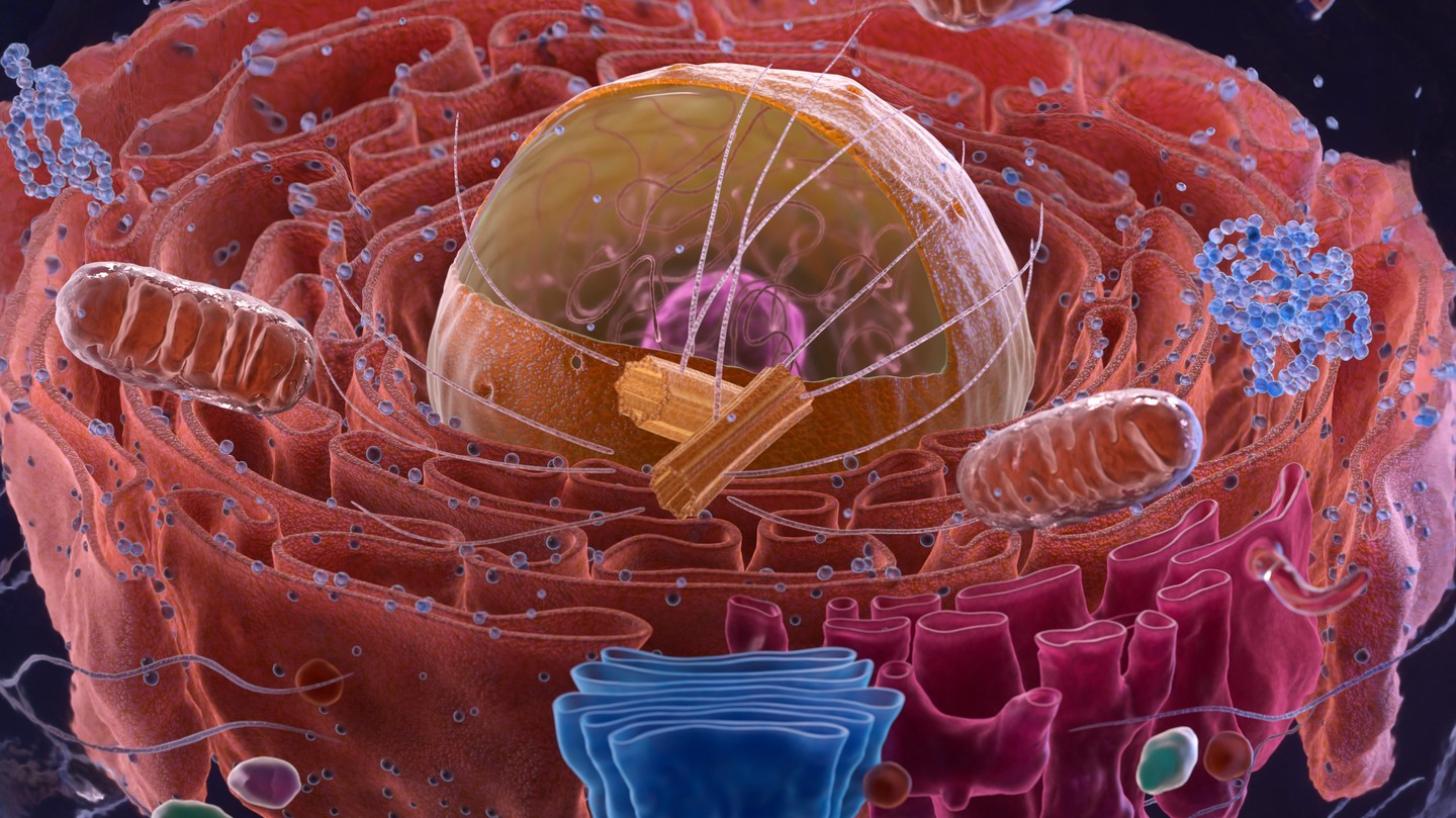 A eukaryotic cell with the centrioles shown in yellow. © iStock