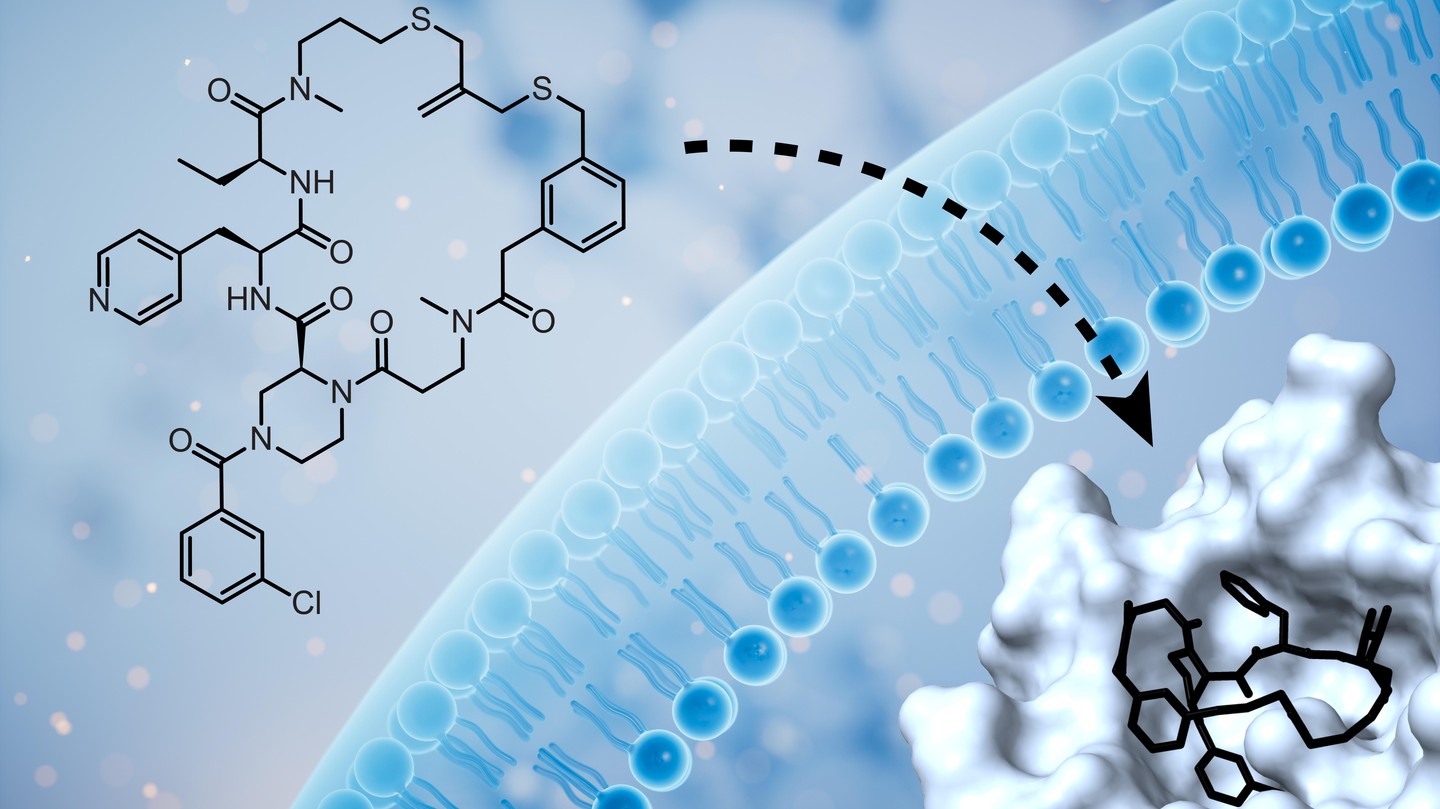 Membrane-permeable cyclic peptide that inhibits the intracellular Keap1-Nrf2 protein-protein interaction. Credit: Christian Heinis ©2026 EPFL