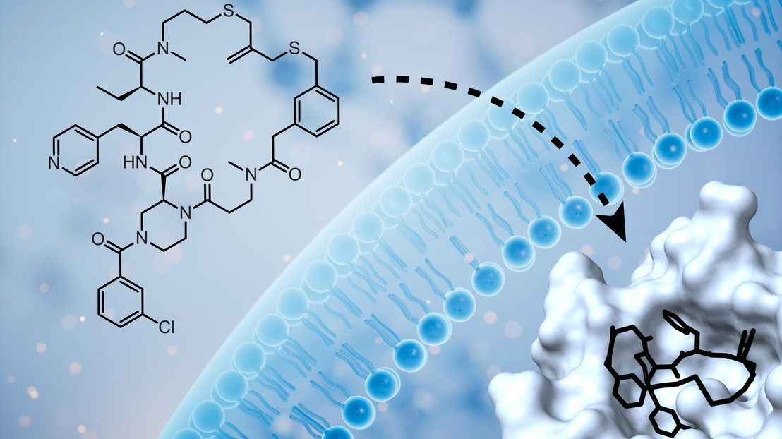 Membrane-permeable cyclic peptide that inhibits the intracellular Keap1-Nrf2 protein-protein interaction. Credit: Christian Heinis ©2026 EPFL