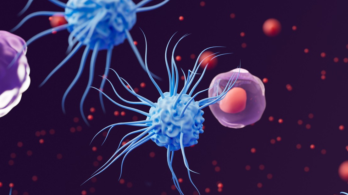 Macrophages, dendritic cells, and white blood cells defend against bacterial pathogens © iStock
