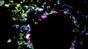 Mitochondrial outer membrane imaged with SPIFFI. EPFL CC BY SA 4.0